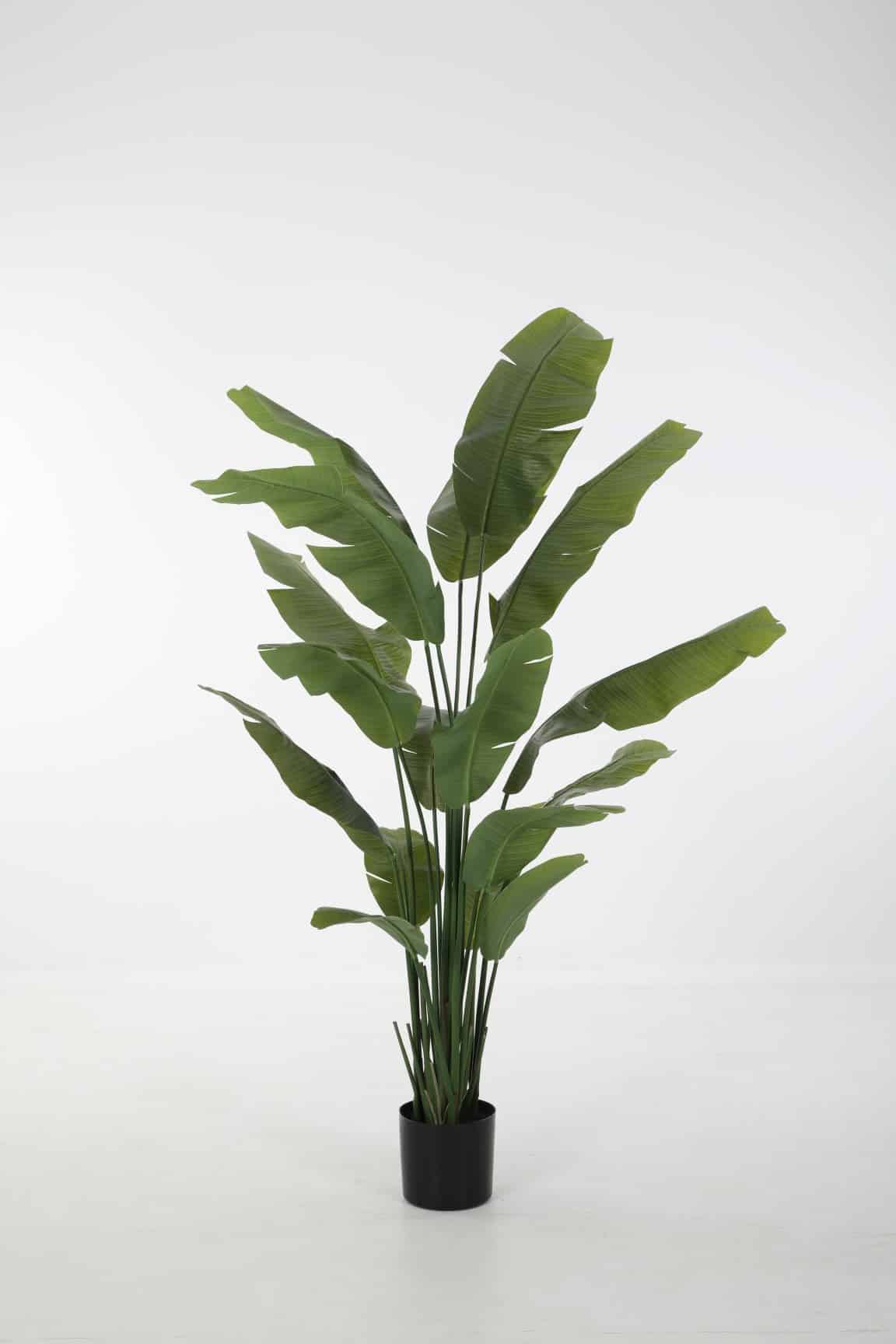 Zijdeplant in pot Strelitzia/ Paradijsvogelbloem