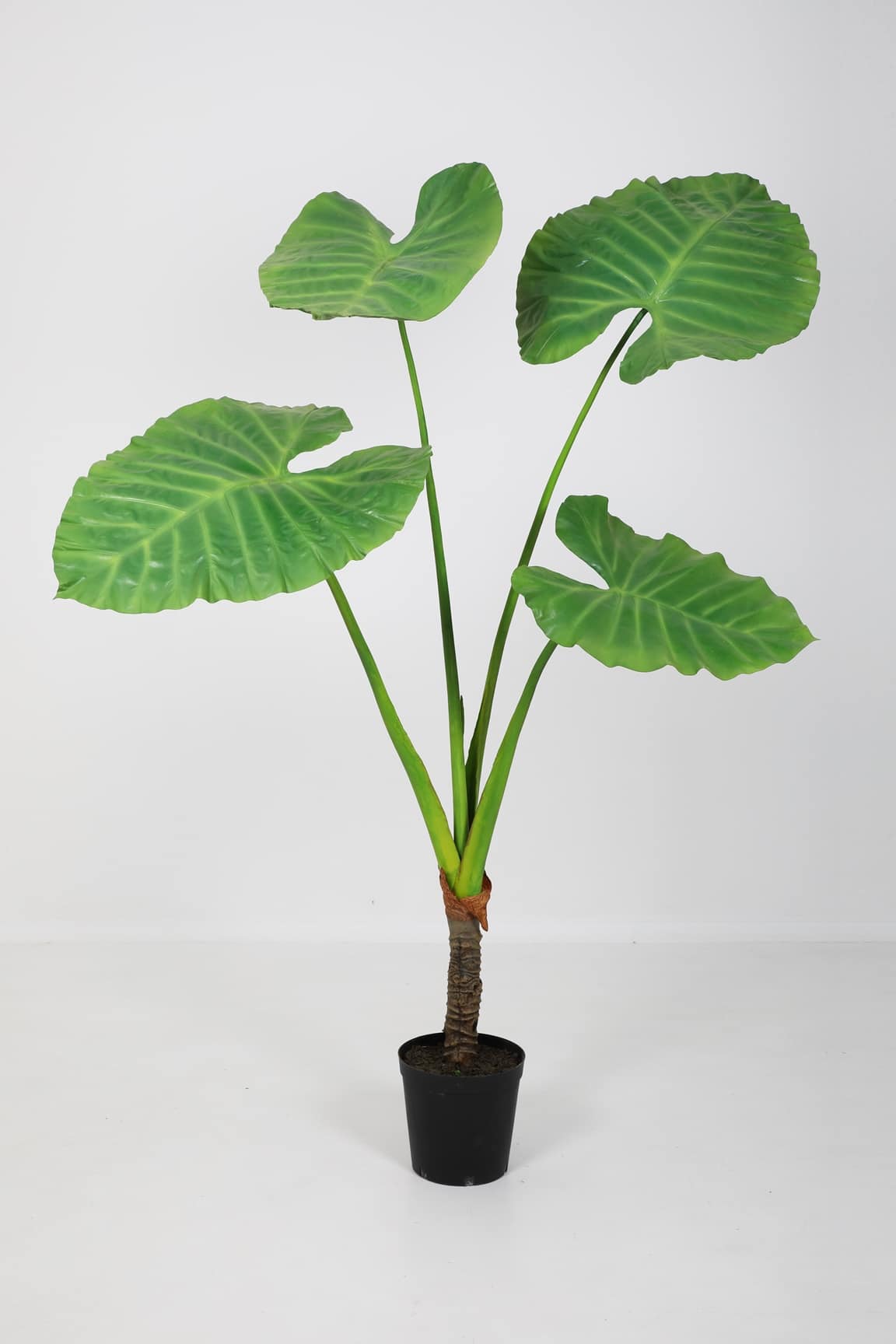 Zijdeplant in pot Alocasia/ Olifantsoor