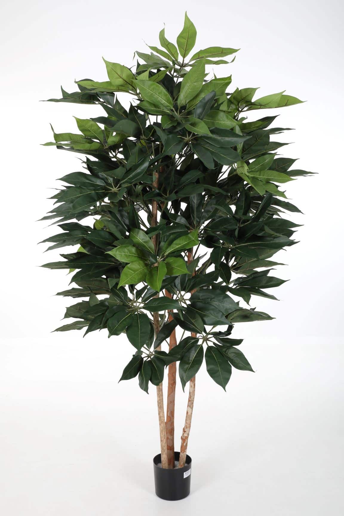 Zijdeplant in pot Schefflera Tree/ Vingerboom