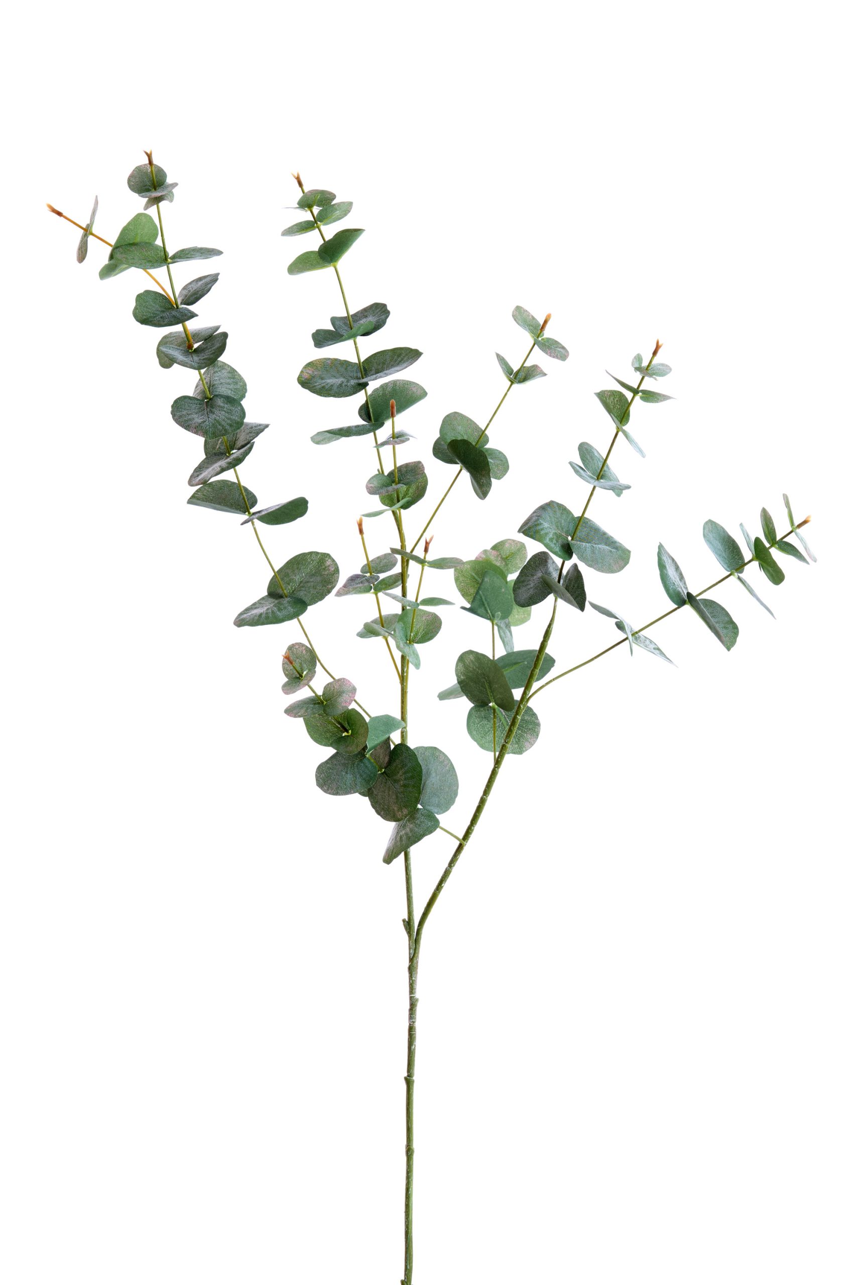 Light & Living Kunstbloem 98x25x10 cm EUCALYPTO groen