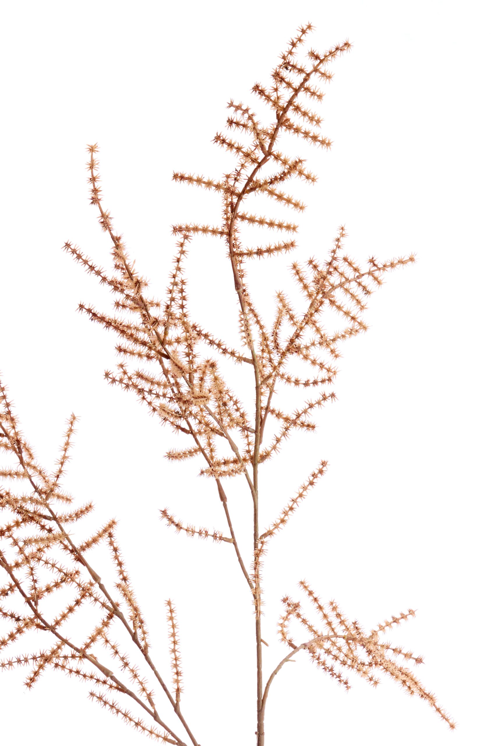 Light & Living Kunstbloem 132x30x5 cm SPARGEL bruin