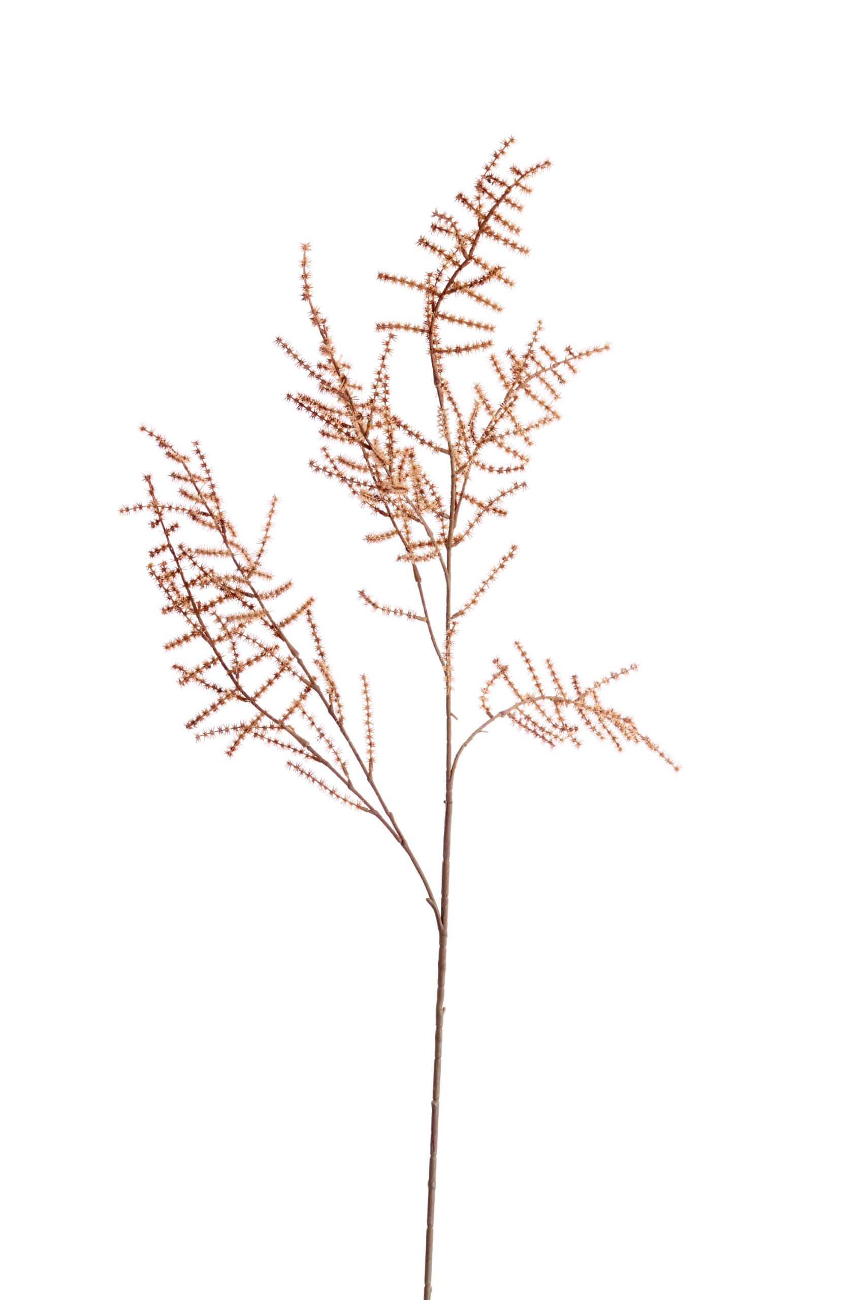 Light & Living Kunstbloem 132x30x5 cm SPARGEL bruin