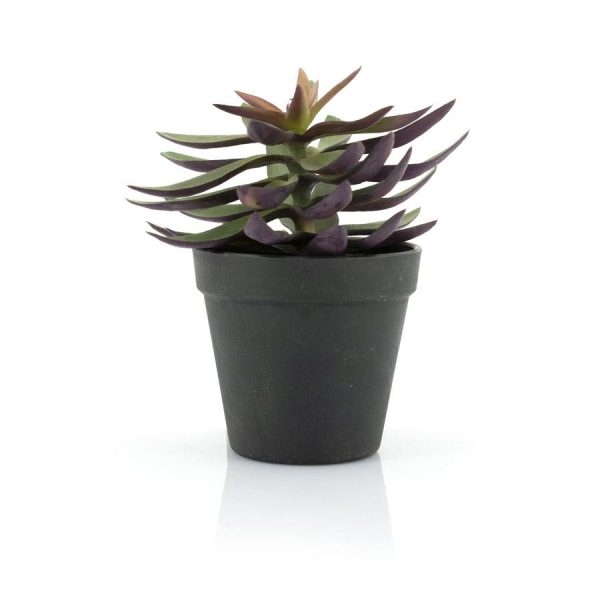 By-Boo Succulent - 2