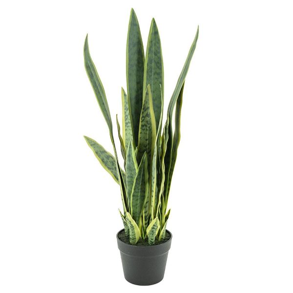 By-Boo Sansevieria - medium