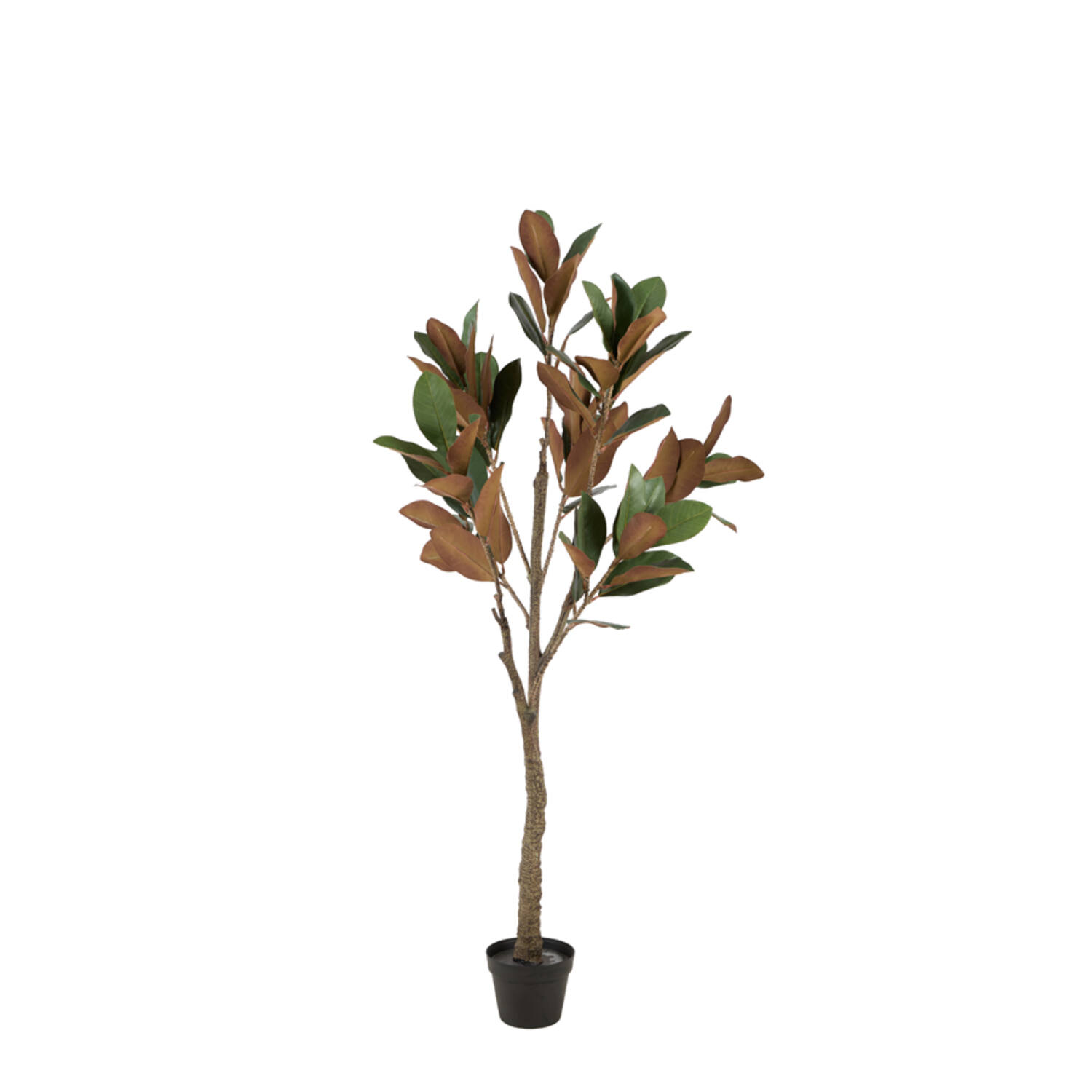 Light & Living Kunstboom Ø55x150 cm MAGNOLIA groen+bruin