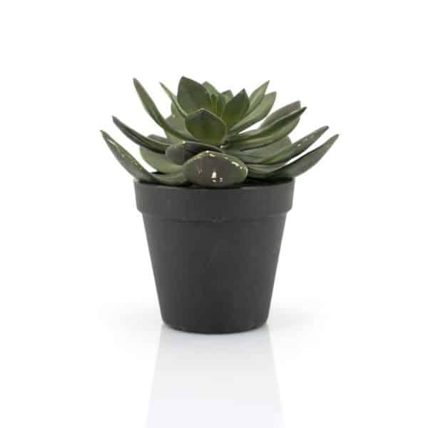 By-Boo Succulent Echeveria 2